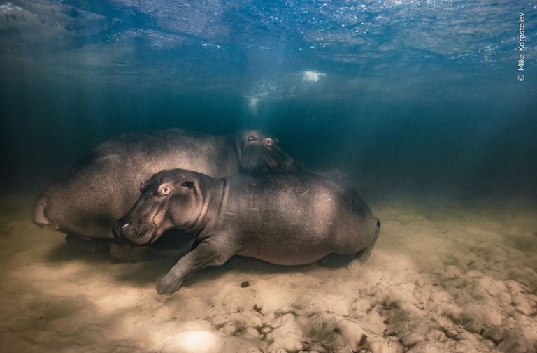 Check Out the Winning Photos Of The Wildlife Photographer Of The Year 2023