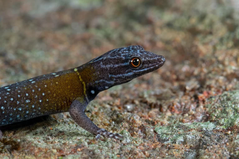 New Gecko Species Discovered in Tamil Nadu Named Van Gogh’s Starry Dwarf Gecko