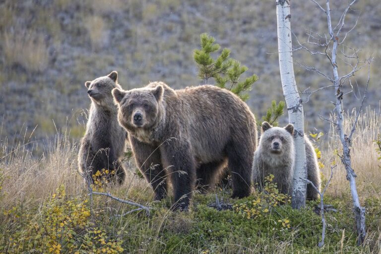 Beautiful Beasts of Nature: Cute Bear Drawings 