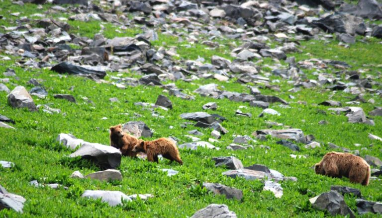 Wildlife Enthusiasts Must Visit these 10 Oldest National Parks in India