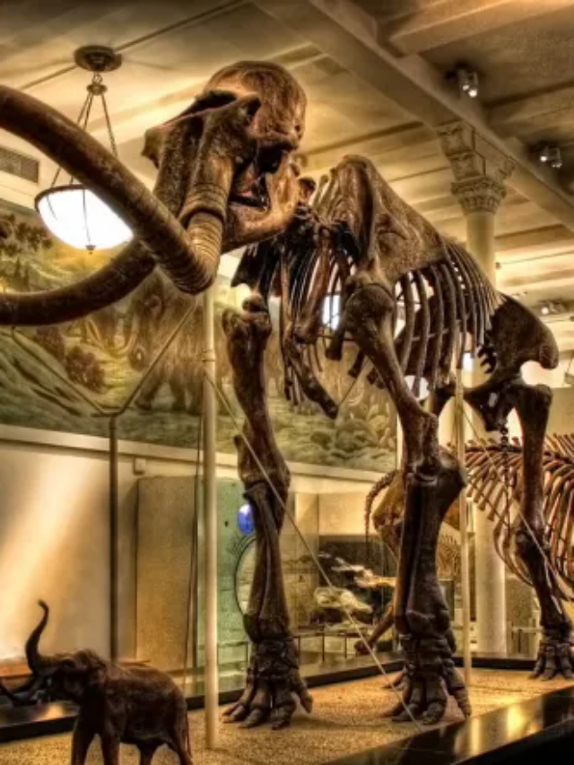 America’s Top 11 Museums Await Exploration!