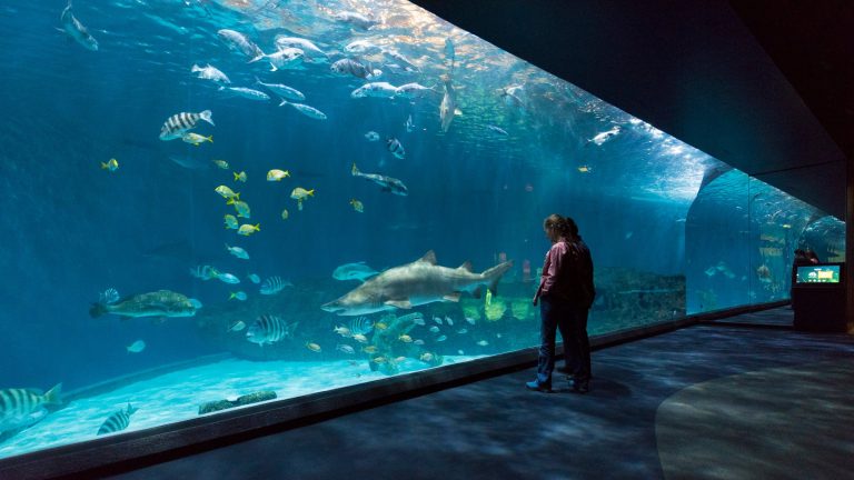 Discovering Marine Wonders: The Best Aquariums in the US