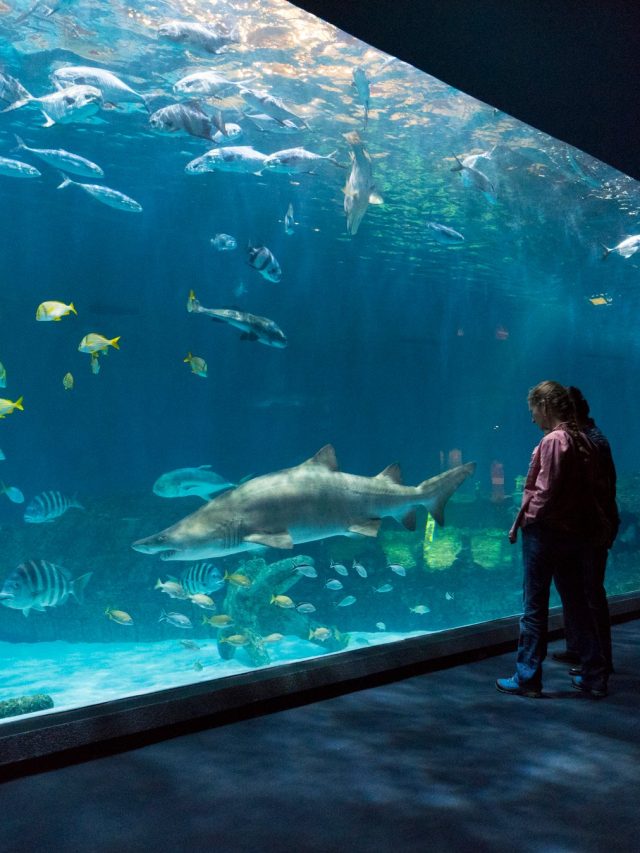 Discover The Best Aquariums In US Abirpothi