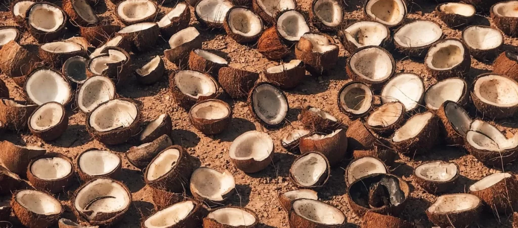 Coconut Shells out to Dry 