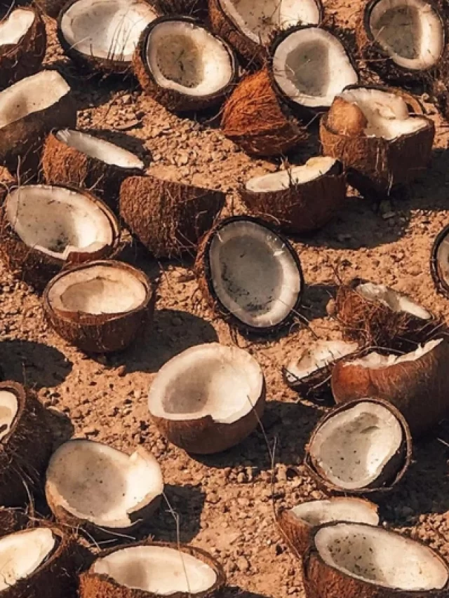 cropped-Coconut-Shells-out-to-Dry-Courtesy-Rocky-Mountain-Soap-Company.webp