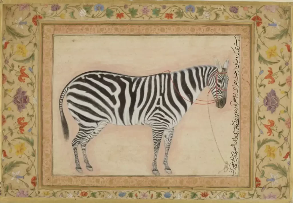 Opaque watercolour and gold painting of a zebra (1621) presented to Jahangir by Mansur, featuring detailed black and white stripes, surrounded by a floral decorative border, showcasing Mughal artistry. © Victoria & Albert Museum