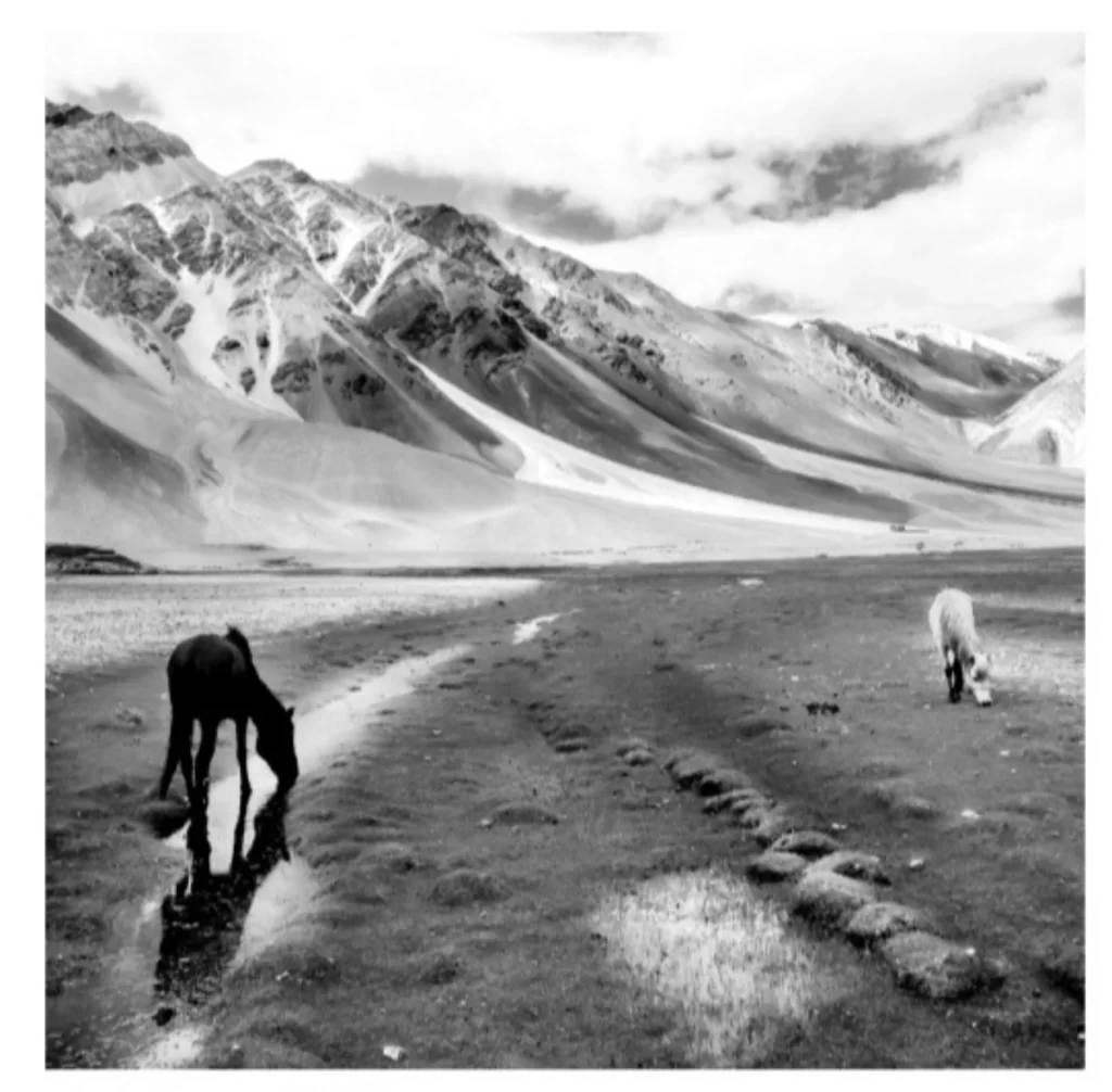 Horses Grazing across a mountain 