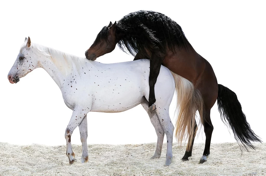 A brown horse trying to hump a white horse 