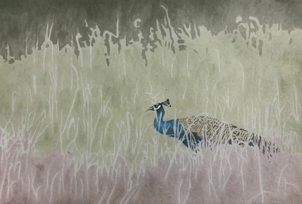 Ashish Phaldesai's Peacocks in my fields