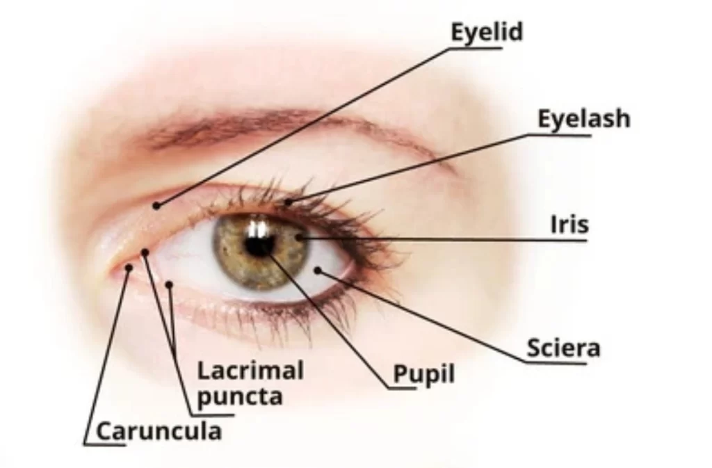 Details of the Eye 