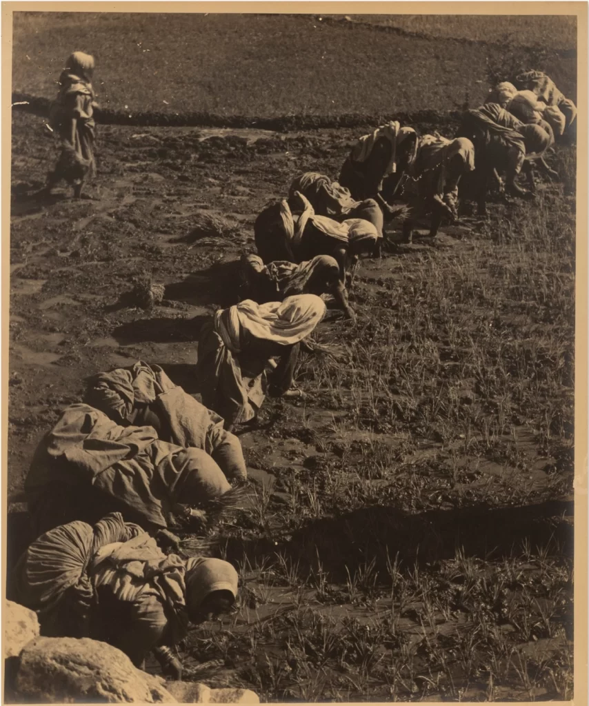 Harvest Season, (c. 1940-50), Silver Gelatin print, 12x10 in.