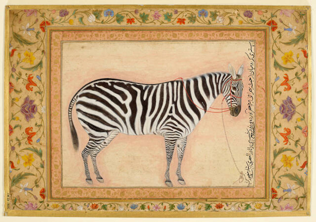 zebra in the Mughal era